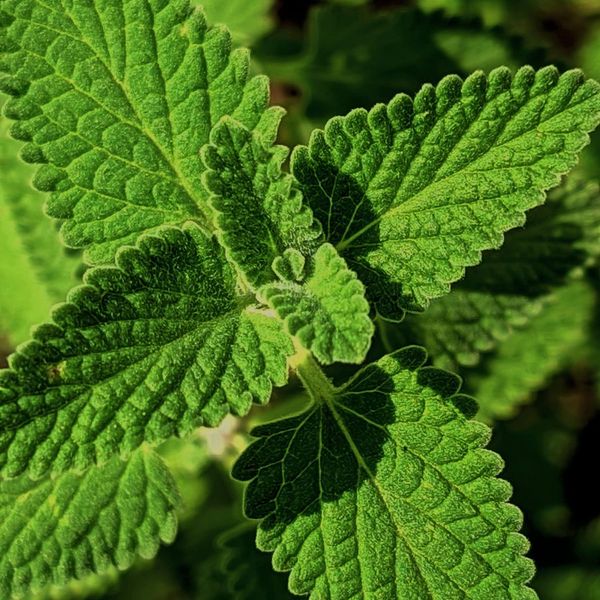 Feuilles de menthe fraîche